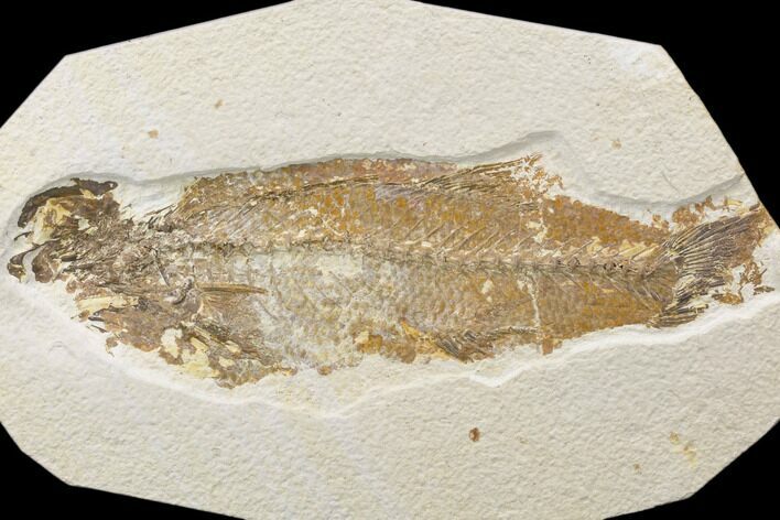 Bargain, Fossil Fish (Mioplosus) - Uncommon Species #119649
